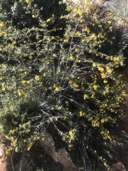 Fremontodendron californicum