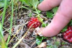 Rubus geoides
