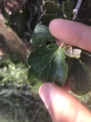 Fremontodendron californicum