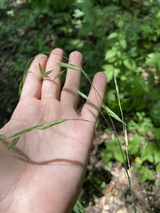 Bromus benekenii, photograph (c) Наталья Пикалова, some rights reserved (CC BY)