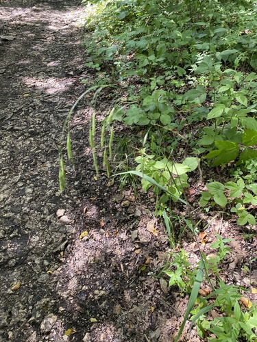 Bromus benekenii, photograph 5