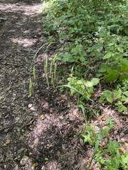 Bromus benekenii, photograph (c) Наталья Пикалова, some rights reserved (CC BY)