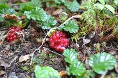 Rubus geoides