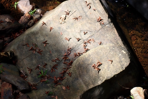 Parashorea stellata