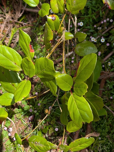 Viburnum treleasei, photograph 2