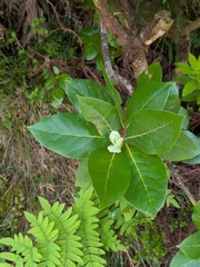 Laurus azorica