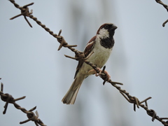Passer domesticus