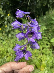 Delphinium flexuosum, photograph Наталья Пикалова, CC BY, iNaturalist via GBIF