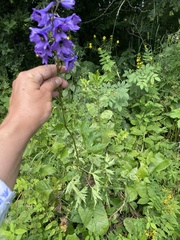 Delphinium flexuosum