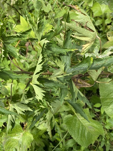 Delphinium flexuosum, photograph 2