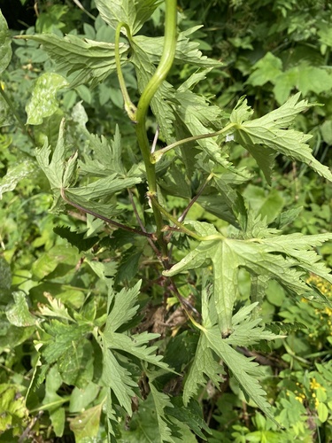 Delphinium flexuosum, photograph 3