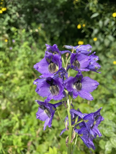 Delphinium flexuosum, photograph 4