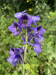 Delphinium flexuosum, photograph Наталья Пикалова, CC BY, iNaturalist via GBIF