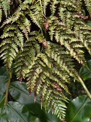 Culcita macrocarpa