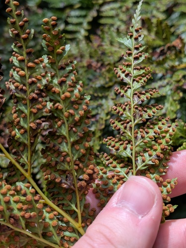 Culcita macrocarpa, photograph 2