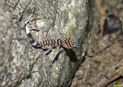 Goniurosaurus catbaensis