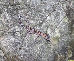 Goniurosaurus catbaensis