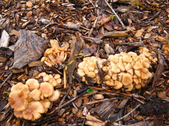 Kuehneromyces marginellus