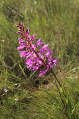 Disa nervosa