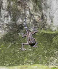 Goniurosaurus catbaensis