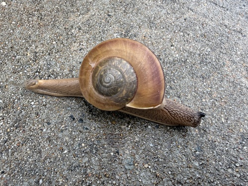 Hemiplecta distincta, 2026-07-28
