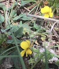 Viola nuttallii