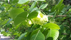 Ptelea trifoliata mollis