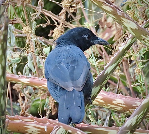 Slate-colored Boubou (Laniarius funebris), photo 3