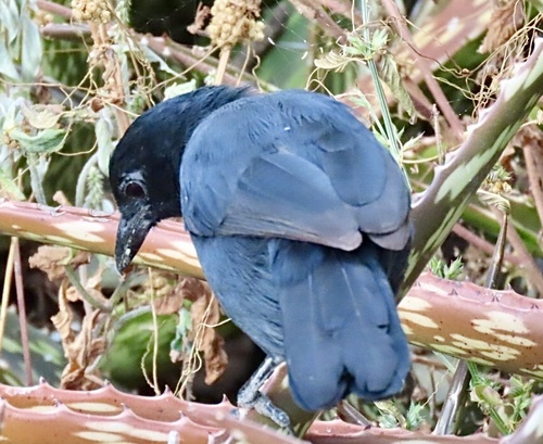 Slate-colored Boubou (Laniarius funebris), photo 4