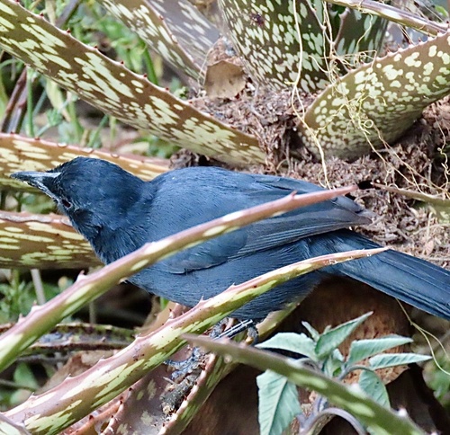 Slate-colored Boubou (Laniarius funebris), photo 8
