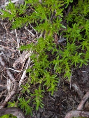 Thymus caespititius