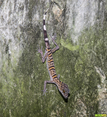 Goniurosaurus catbaensis