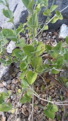 Carlowrightia