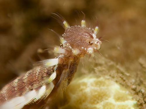 Pherecardia striata observed 2026-07-24