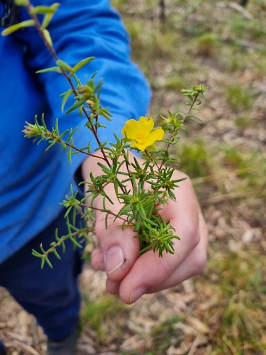 Hibbertia stricta observed 2026-07-28