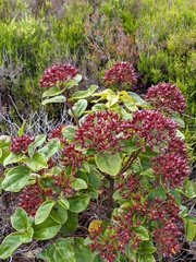Viburnum treleasei