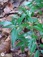 Litsea glaucescens