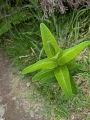 Hypericum foliosum