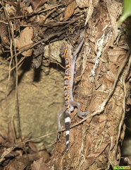 Goniurosaurus catbaensis