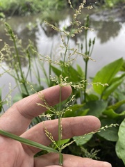 Catabrosa aquatica