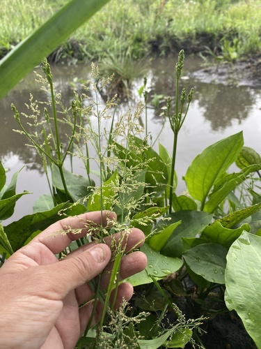 Catabrosa aquatica, photograph 2