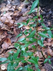 Litsea glaucescens