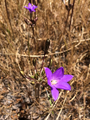 Brodiaea kinkiensis