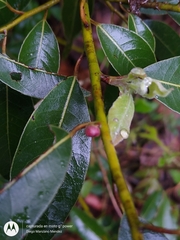 Litsea glaucescens
