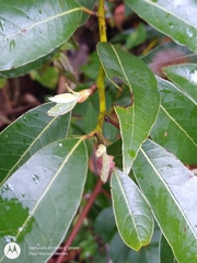 Litsea glaucescens