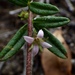 Zieria pilosa - Photo (c) 
Casey Gibson, algunos derechos reservados (CC BY)