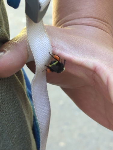 iNaturalist observation photo of Yellow-faced Bumble Bee