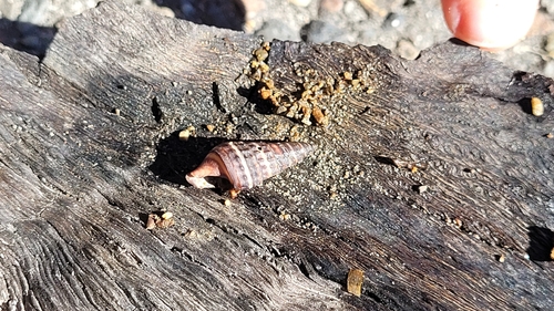 Cerithium coralium observed 2026-07-28