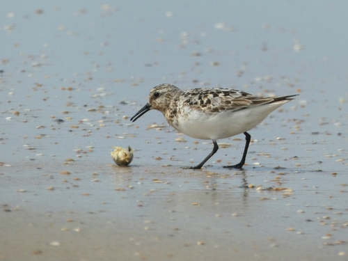 iNaturalist image