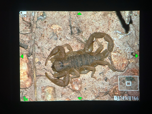 Paruroctonus gracilior